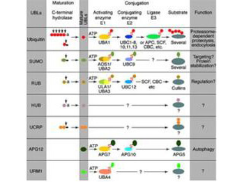 HUB1 Antibody