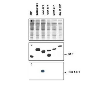 HUB1 Antibody