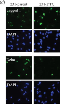 JAG1 Antibody