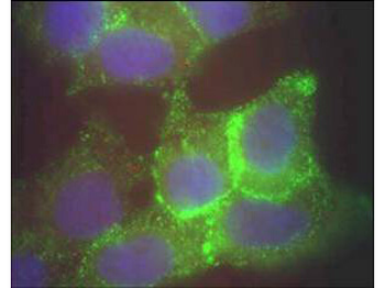 JAG1 Antibody