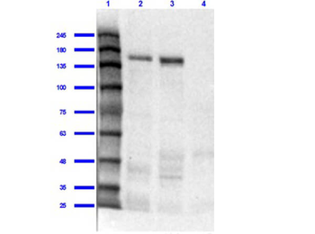 JAG1 Antibody