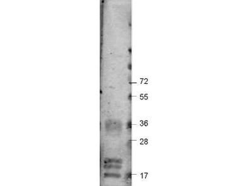 VEGFA Antibody