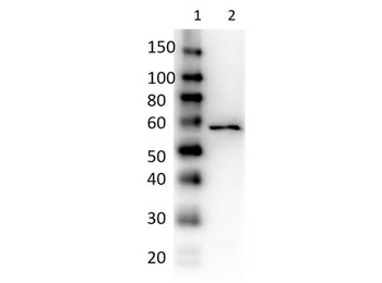 Dextranase Antibody Peroxidase Conjugated