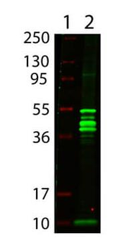 Maltose Binding Protein (MBP) Epitope Tag Antibody Biotin Conjugated