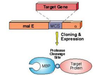 Maltose Binding Protein (MBP) Epitope Tag Antibody Biotin Conjugated