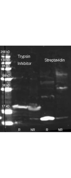 Trypsin Inhibitor Antibody Peroxidase Conjugated