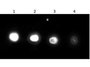 Urease Antibody Peroxidase Conjugated