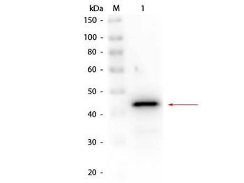 ADH1, ADC1, YOL086C Antibody (Biotin)