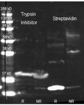 Trypsin Inhibitor Antibody Biotin Conjugated
