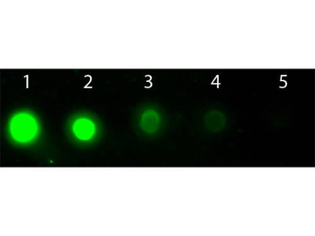 AKT2 Antibody (APC)