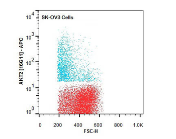 AKT2 Antibody (APC)