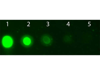 AKT2 Antibody (APC)