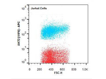 AKT2 Antibody (APC)