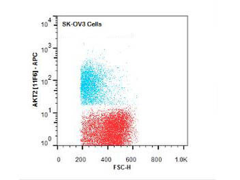 AKT2 Antibody (APC)