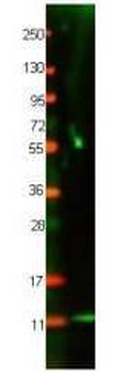 CXCL8 Antibody