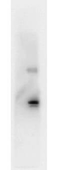 IL-6 Antibody