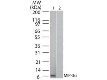 MIP-3 alpha Antibody