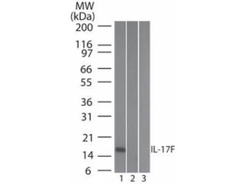 IL17F Antibody
