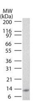IL25 Antibody