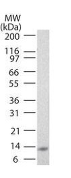 IL25 Antibody (Biotin)