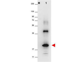 IL32 Antibody