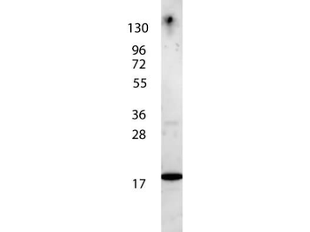 IL7 Antibody