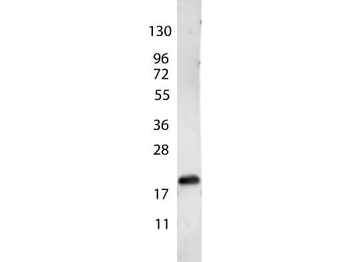 VEGFA Antibody
