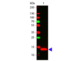 IL-22 Antibody