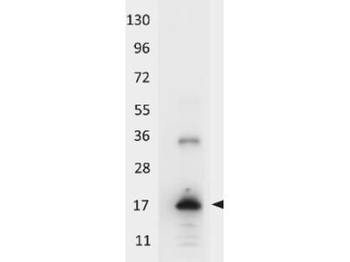 IL33 Antibody (HRP)