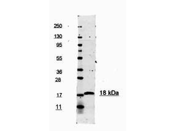 IL1B Antibody (HRP)
