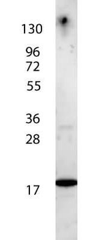 IL7 Antibody (HRP)