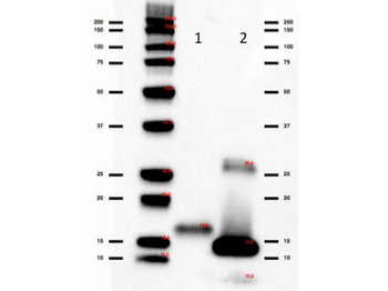 IL-2 Antibody Peroxidase Conjugated
