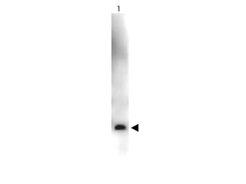 VEGFA Antibody (HRP)