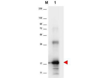 IL33 Antibody (Biotin)