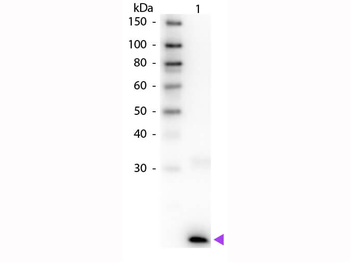 IL3 Antibody (Biotin)