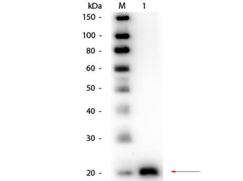 VEGFA Antibody (Biotin)
