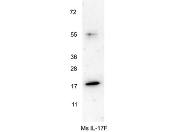 Il17f Antibody