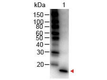 Il1b Antibody (HRP)