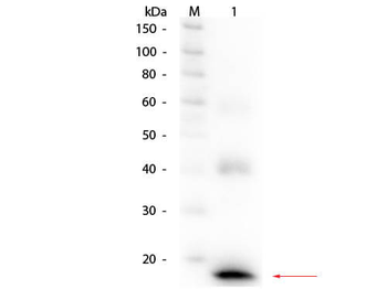 Il1b Antibody (Biotin)