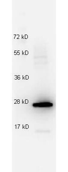 Mouse IL-27/p28 Antibody