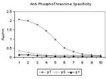 Phosphothreonine Antibody