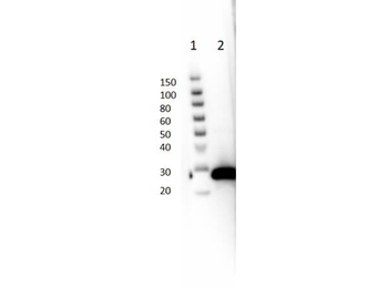 GFP Monoclonal Antibody