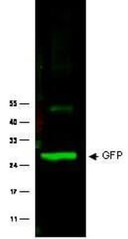 GFP Antibody