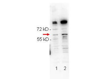 RELA Antibody