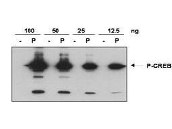 CREB phospho S133 Antibody
