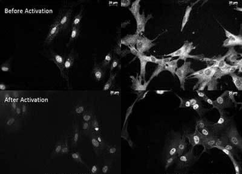 RELA Antibody