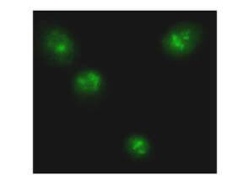 RELA Antibody