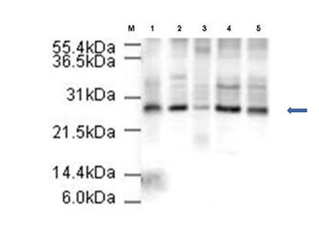 ANAPC10 Antibody
