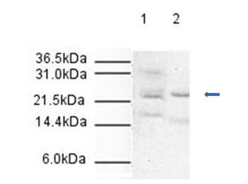 ANAPC10 Antibody