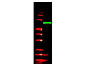 V5 Epitope Tag Antibody